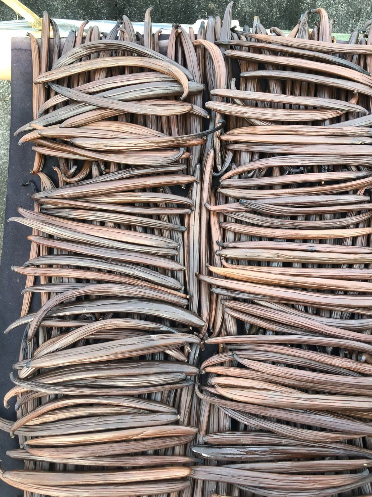 Batch of Indonesian cured vanilla beans