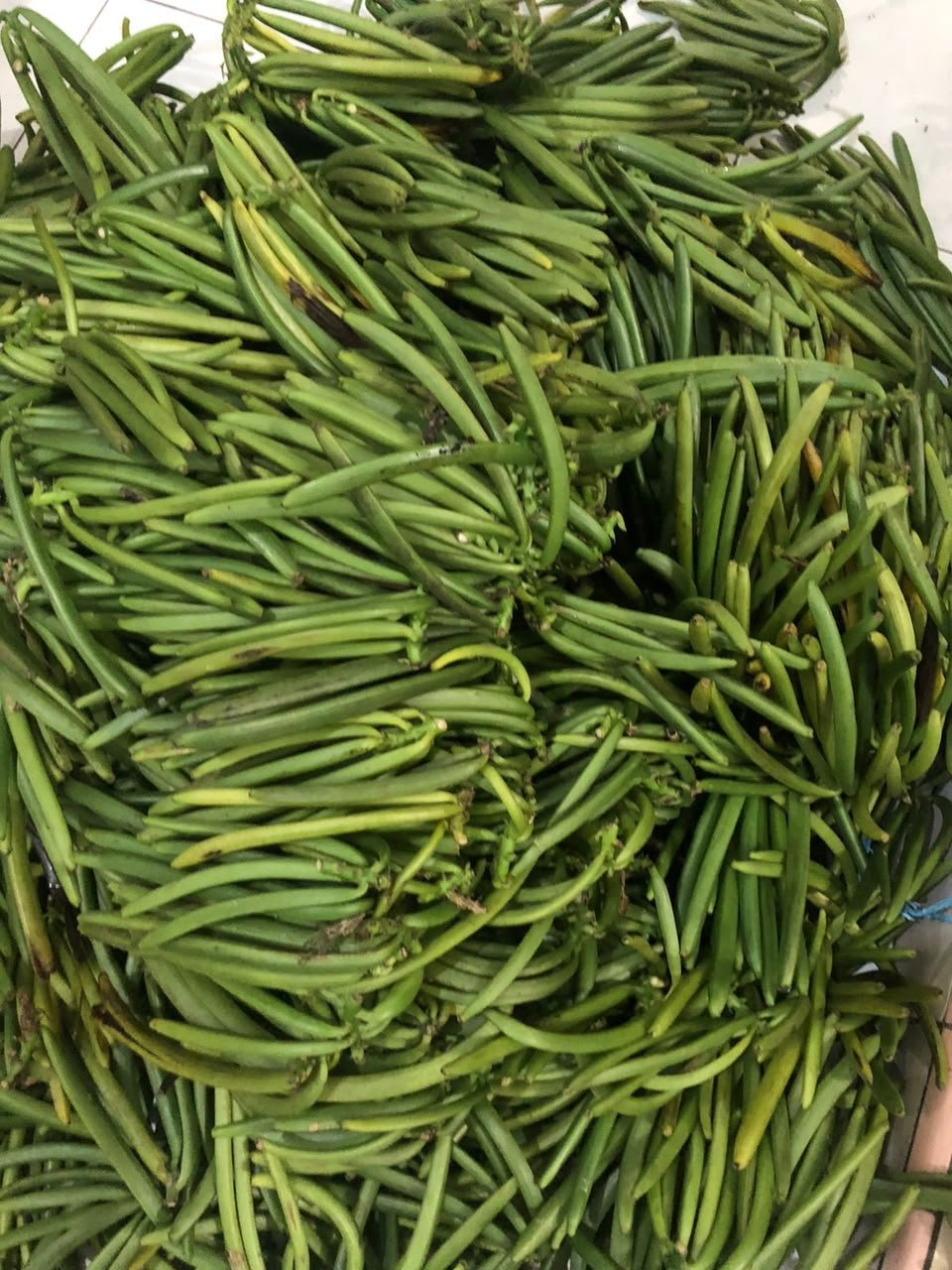Bulk fresh vanilla pods