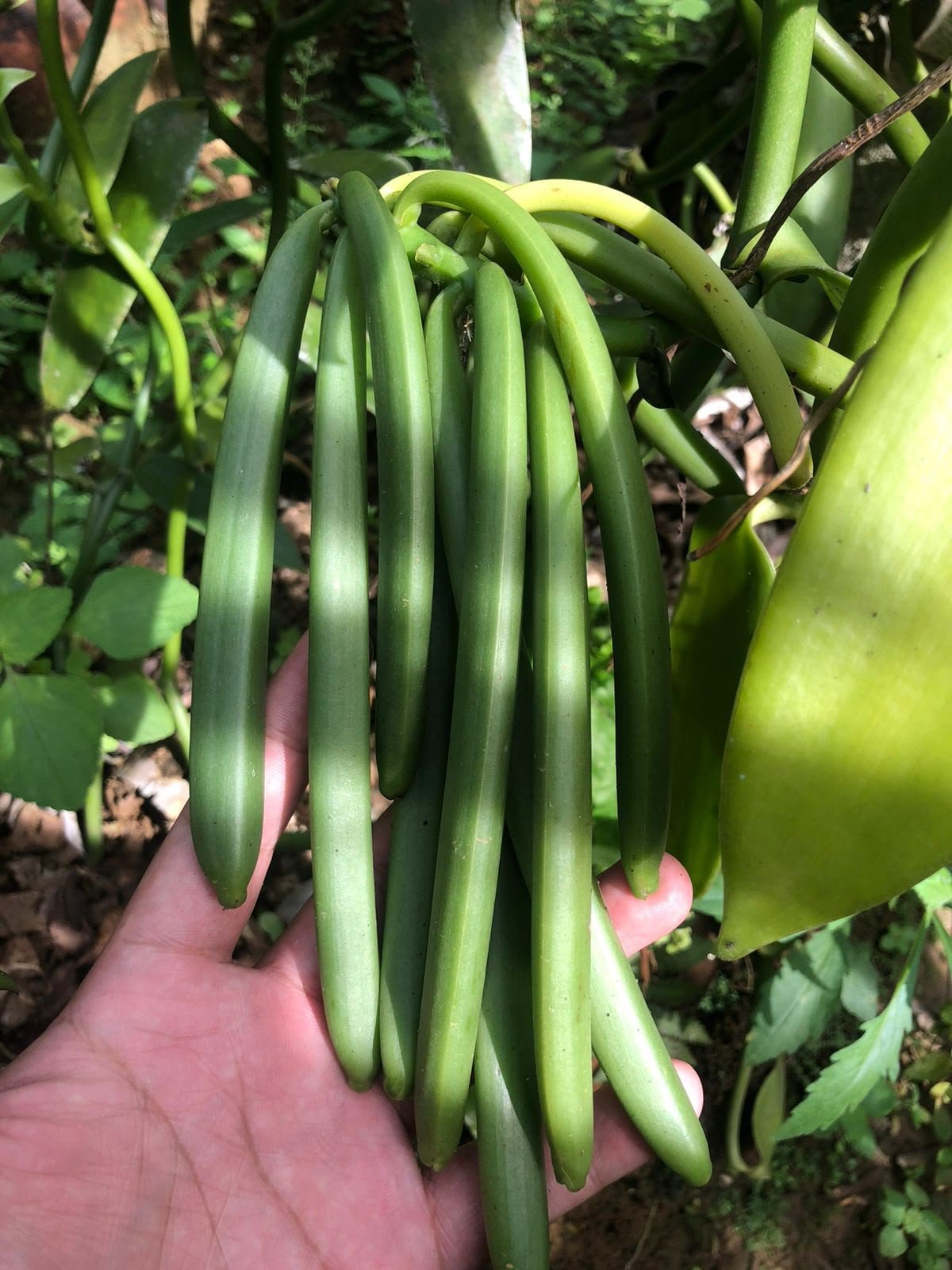 Fresh Indonesian vanilla pods
