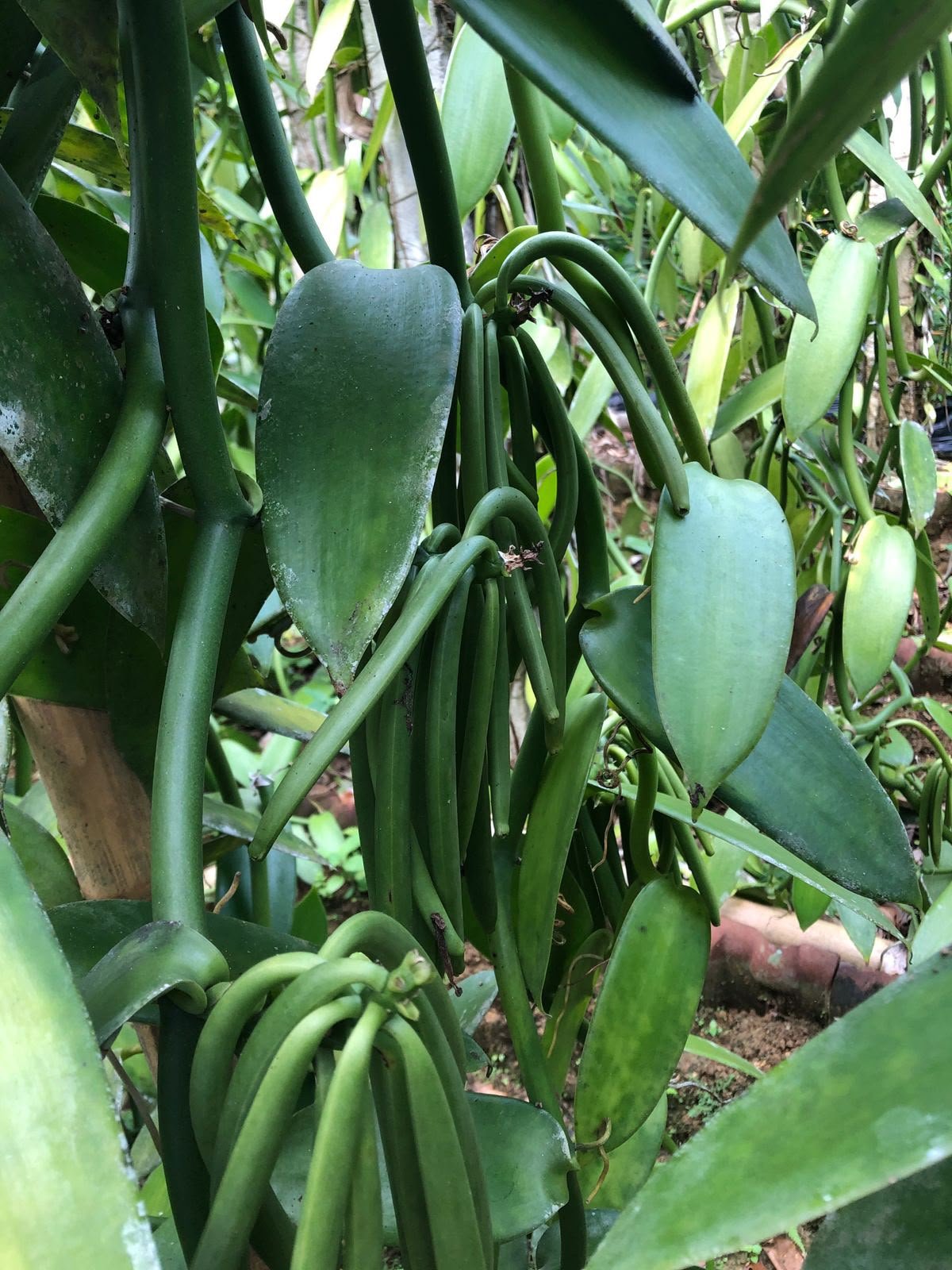 Fresh Tahitensis vanilla pods