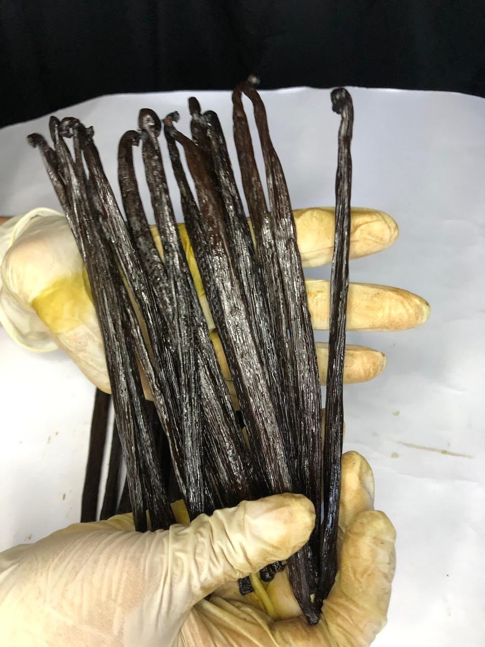 Tahitensis vanilla beans for temporary catalog