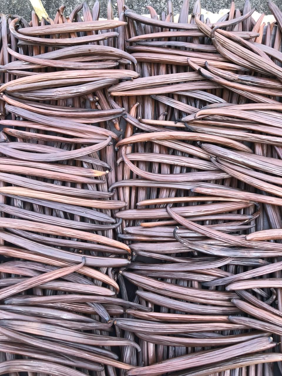 Vanilla beans during drying