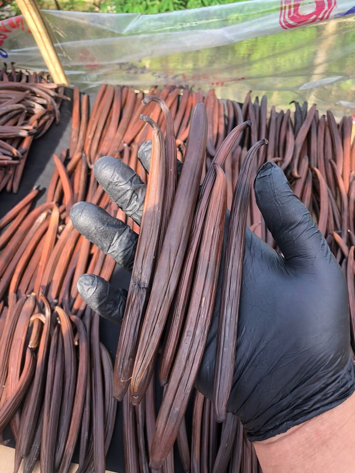 Vanilla curing process