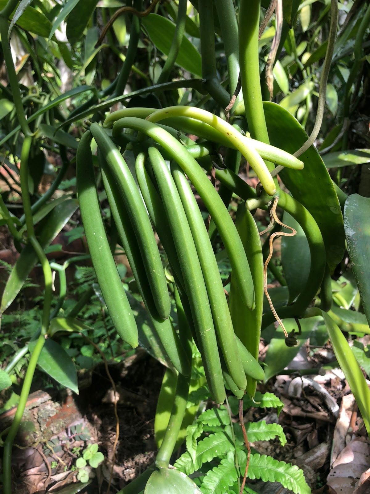 Vanilla pods during harvest