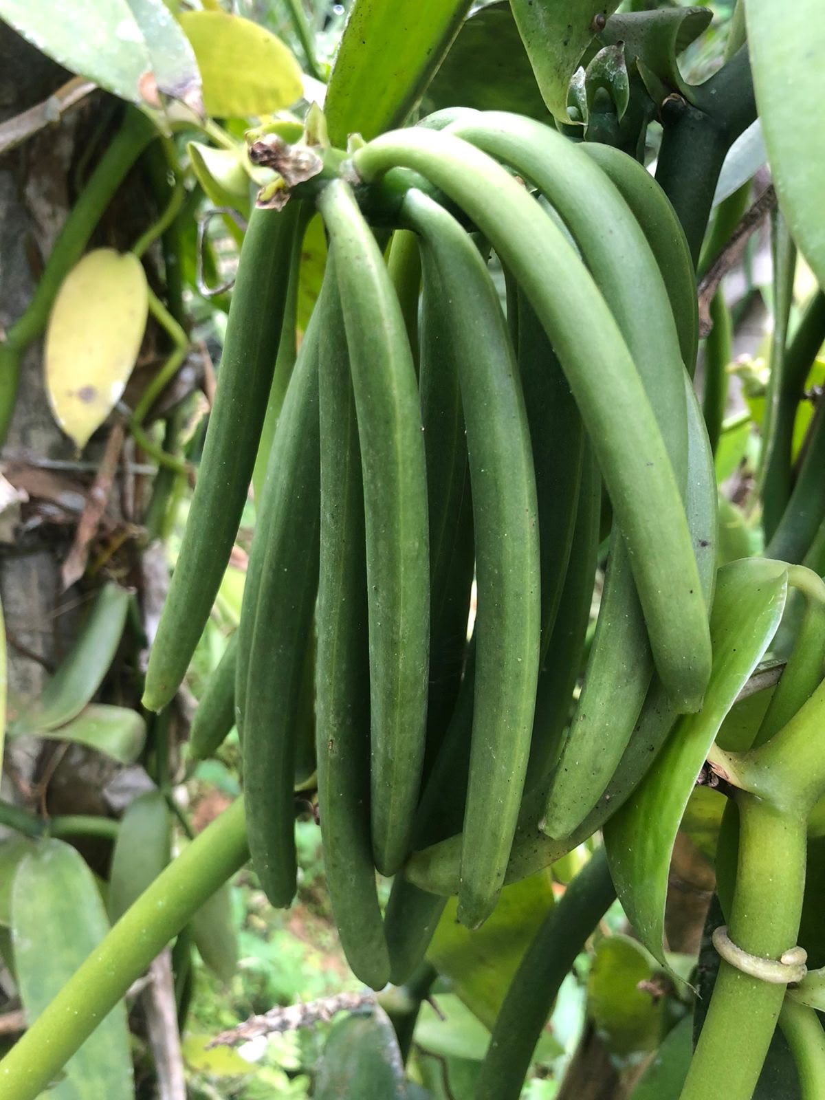 Indonesian vanilla pods
