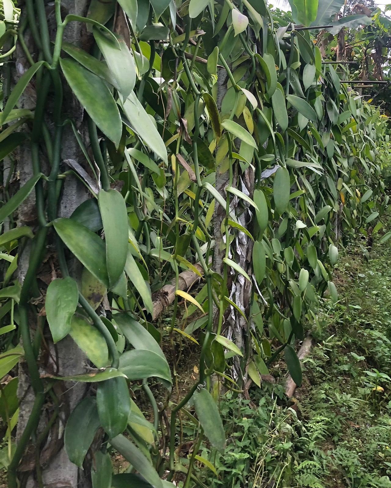 Vanilla plants in plantation area